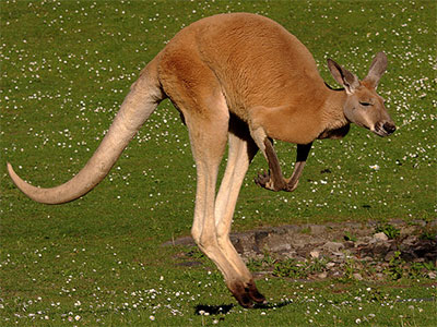 skillevæg Konfrontere vidnesbyrd 10 AMAZING Australian Animal Facts | Australia the Gift | Australia the  Gift | Australian Souvenirs & Gifts